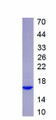 Figure 3. SDS-PAGE