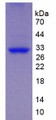 Figure 2. SDS-PAGE