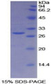 Figure 1. SDS-PAGE