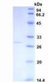 Figure 3. SDS-PAGE