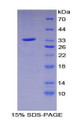 Figure 1. SDS-PAGE