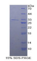 Figure 1. SDS-PAGE