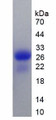 Figure 2. SDS-PAGE