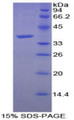 Figure 1. SDS-PAGE