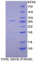 Figure 1. SDS-PAGE