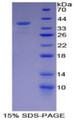 Figure 1. SDS-PAGE