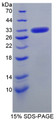 Figure 1. SDS-PAGE