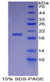 Figure 1. SDS-PAGE