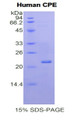 Figure 1. SDS-PAGE