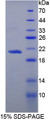 Figure 1. SDS-PAGE