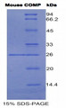 Figure 1. SDS-PAGE