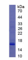 Figure 1. SDS-PAGE