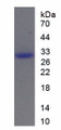 Figure 1. SDS-PAGE