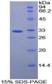 Figure 1. SDS-PAGE