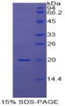 Figure 1. SDS-PAGE