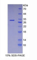 Figure 1. SDS-PAGE