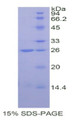 Figure 1. SDS-PAGE