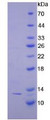 Figure 2. SDS-PAGE