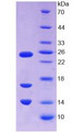 Figure 3. SDS-PAGE