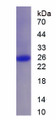 Figure 1. SDS-PAGE