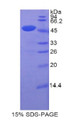 Figure 1. SDS-PAGE