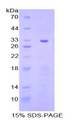 Figure 1. SDS-PAGE