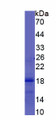 Figure 1. SDS-PAGE