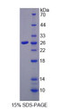 Figure 1. SDS-PAGE