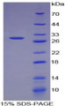 Figure 1. SDS-PAGE