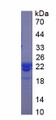 Figure 1. SDS-PAGE