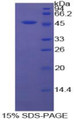 Figure 1. SDS-PAGE