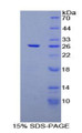 Figure 1. SDS-PAGE