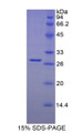 Figure 1. SDS-PAGE