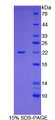 Figure 1. SDS-PAGE