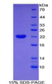 Figure 1. SDS-PAGE