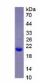 Figure 1. SDS-PAGE