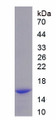 Figure 1. SDS-PAGE