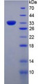 Figure 3. SDS-PAGE