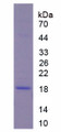 Figure 1. SDS-PAGE