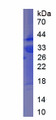 Figure 3. SDS-PAGE