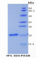 Figure 1. SDS-PAGE