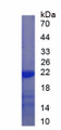 Figure 1. SDS-PAGE