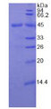 Figure 2. SDS-PAGE