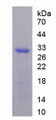 Figure 1. SDS-PAGE