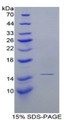 Figure 1. SDS-PAGE