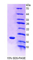 Figure 1. SDS-PAGE