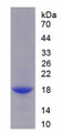 Figure 1. SDS-PAGE