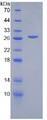 Figure 2. SDS-PAGE