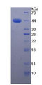 Figure 2. SDS-PAGE