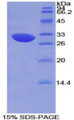 Figure 1. SDS-PAGE